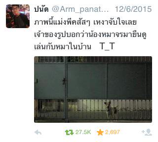 หมาเหงา เมื่อหมาจรจัดดูคนในบ้านเล่นกับหมาตัวเองอย่างยาวนาน อึ้ง