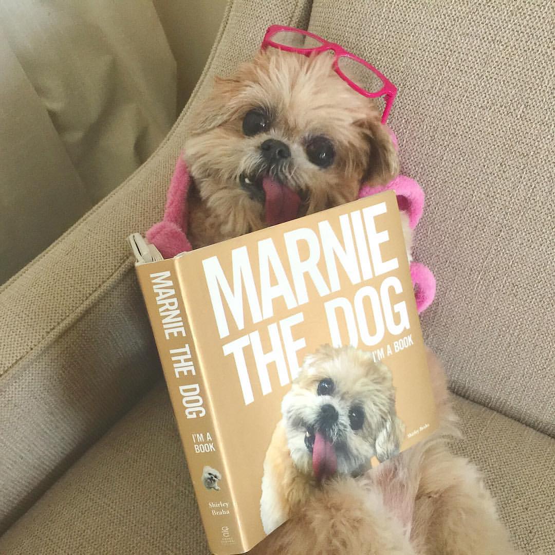 Marnie The Dog หมาลิ้นห้อยที่น่ารักที่สุด แบ๊วมาก ใครเห็นก็ต่างเอ็นดู