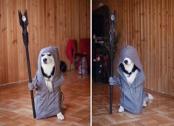 แฟชั่นแต่งตัว ไซบีเรียน Siberian Husky เห็นแล้วเป็นงัย น่ารักมากเลยใช่ไหมแต่ละชุด