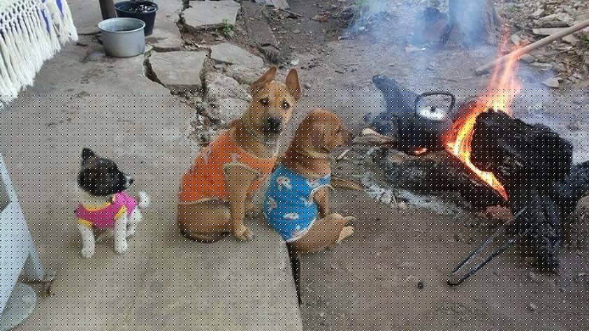 จะหนาวแล้วนะ น้องหมาผิงไฟ เกร๋ๆไหม ภาพน้องหมาน่ารักมากๆ