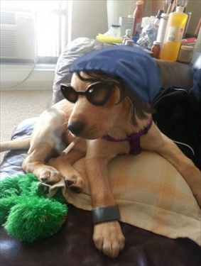 สุนัขสายแบ๊ว น้องหมาน่ารักตาฟรุ้งฟริ้งตาโต ญี่ปุ่นมากๆ