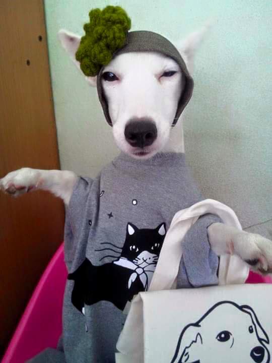 The Face Thailand ภาคมะหมา เป็นงัยหล่ะ Strong Strong Strong