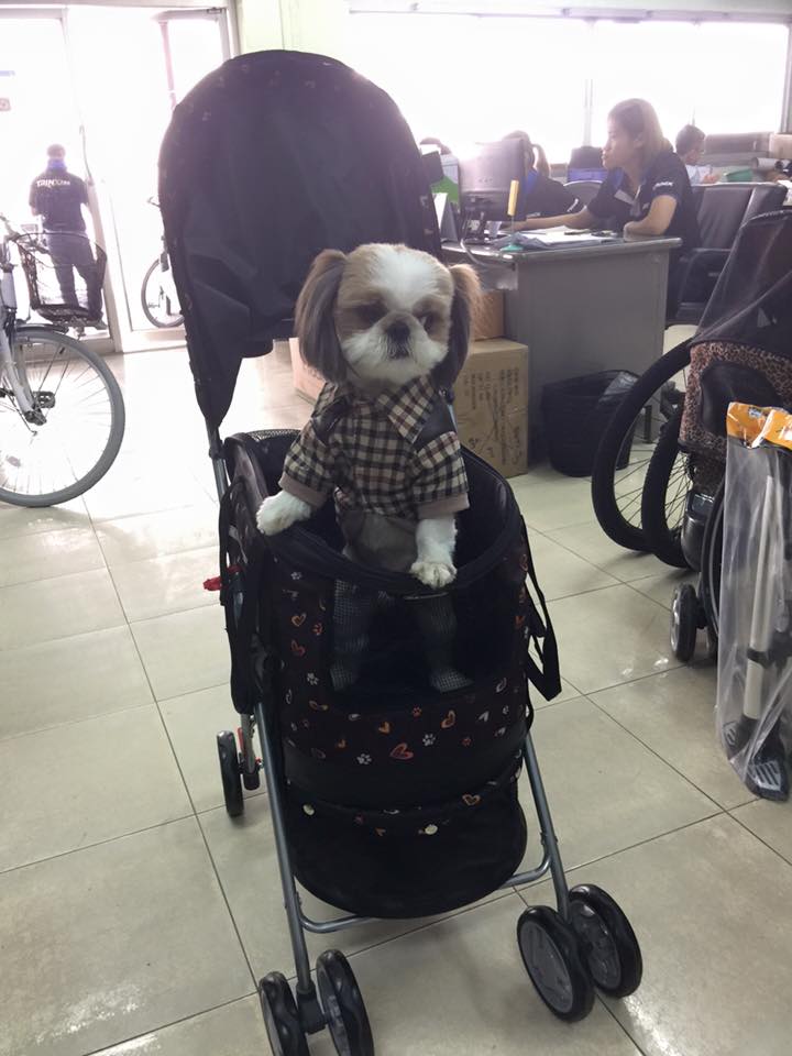 รถเข็นสุนัข รถเข็นหมา รถเข็นแมว