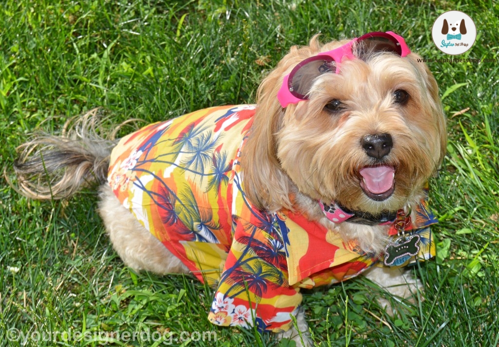 เสื้อลายดอกหมา แมว เสื้อสงกรานต์ หมาใหญ่ ตัวใหญ่ อ้วน น้ำหนักเยอะ สีสดใสหลาแบบขายถูก