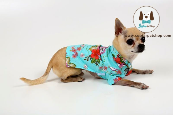 202432ms0038wx552r06r2 (1).jpg