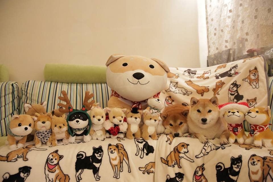 เนียนมาก น้องหมาซ่อนตัวในตุ๊กตา ใครเห็นกันมั้ง