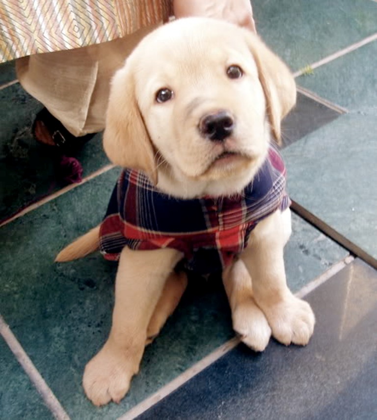 ทำไมหมาชอบเอียงคอตอนเรากำลังพูด นั้นสิทำไม เหตุเพราะ ?