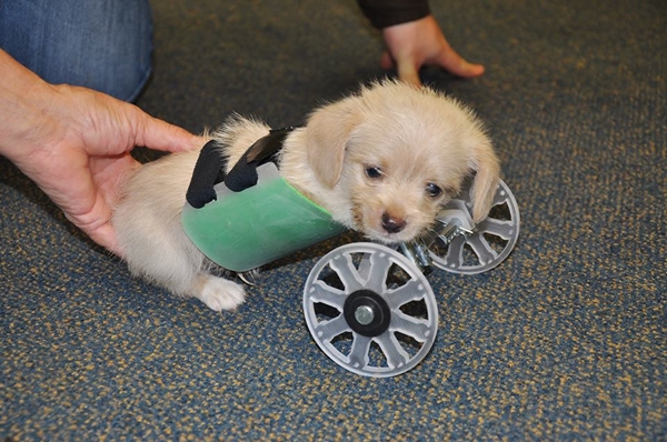 น้องหมาได้รับวีลแชร์เป็นของขวัญสุดประทับใจ เดินเองได้ก้าวแรกในชีวิตสุขที่สุดแล้ว