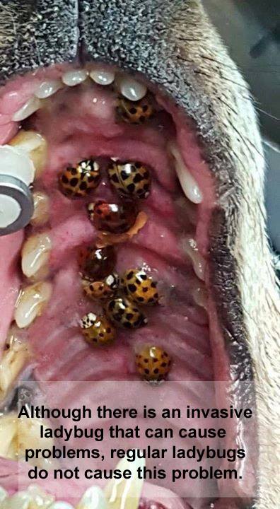 แมลงเต่าทองยึดพื้นที่ฝังตัวบนเพดานปากสุนัข สยองมาก เกิดจาก