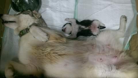 แม่หมา ลูกหมา ไซบีเรียน กับท่านอนที่บอกเลยว่า แม่ลูกกันจริงๆ