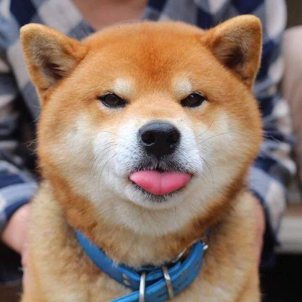 การบริหารหน้าน้องหมา ชิบะ อินุ (Shiba Inu) ยามเช้าลดรอยเหี่ยวย่น บอกเลยหน้าตึงเปรี้ยะ