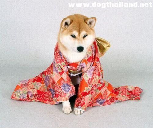 จับสัตว์เลี้ยงแต่งชุดสวย แฟชั่นจัดเต็ม สนุกแล้วต้องเข้าใจพฤติกรรมสัตว์ด้วย