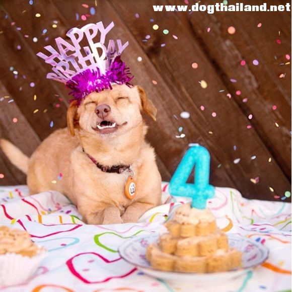 เดซี่ สุนัขฟันเหยินสุดฮอต ขาพิการนักวิ่งสุดแฮปปี้ เพราะมีขาเทียม ชีวิตเปลี่ยน