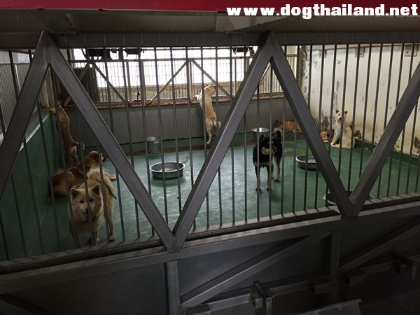 สุดโหด เปิดเบื้องหลังนเมืองไร้สุนัขจรจัดของโตเกียว จัดการด้วยการ "รมแก๊ส"ตายทั้งเป็น