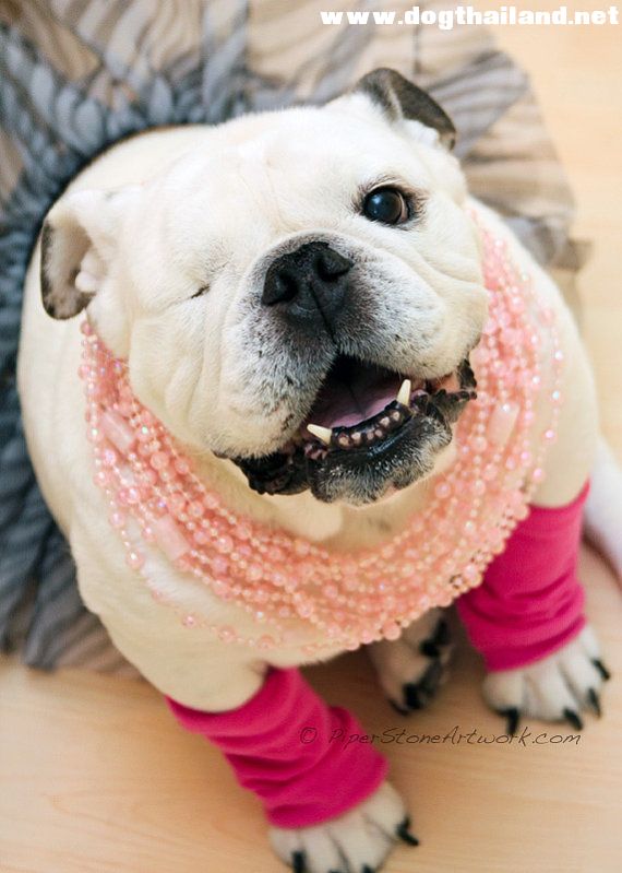 พาน้องหมาเข้าห้าง เดินห้าง สุนัขเข้าห้าง ยังงัยให้คนรักและเอ็นดู ไม่โดนยี้ อ่านกัน