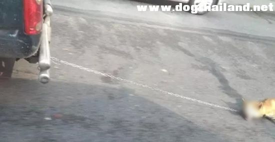 เลวสุดๆ คนใจชั่วรัดคอสุนัข-ใช้รถลากไถลไปกับถนนจนขาดใจตาย