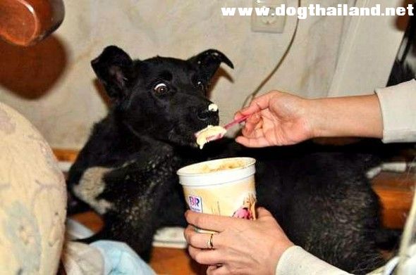 สุนัขตัวนี้เดินไกลกว่า 300 กม. เพื่อกลับมาหาหญิงที่เคยช่วยชีวิตมัน