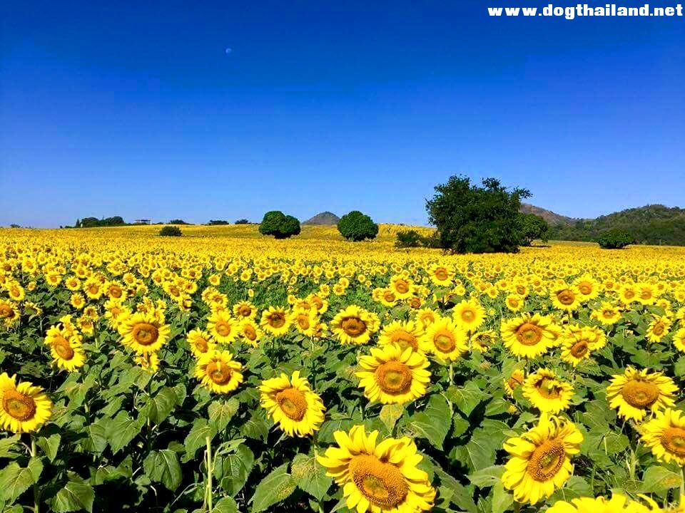ที่พักใกล้ ไร่มณีศร ชมดอกทานตะวัน เขาใหญ่ นครราชสีมา สัตว์เลี้ยง น้องหมา สุนัขเข้าพักได