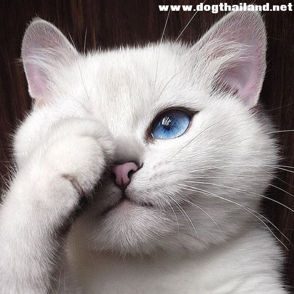 โคบี้ แมวขาวที่มีขอบตาคมเฉี่ยว ยังกับเขียนอายไลเนอร์ ! บอกเลยฮอตสุดๆ ทาสแมวตามIG เพียบ