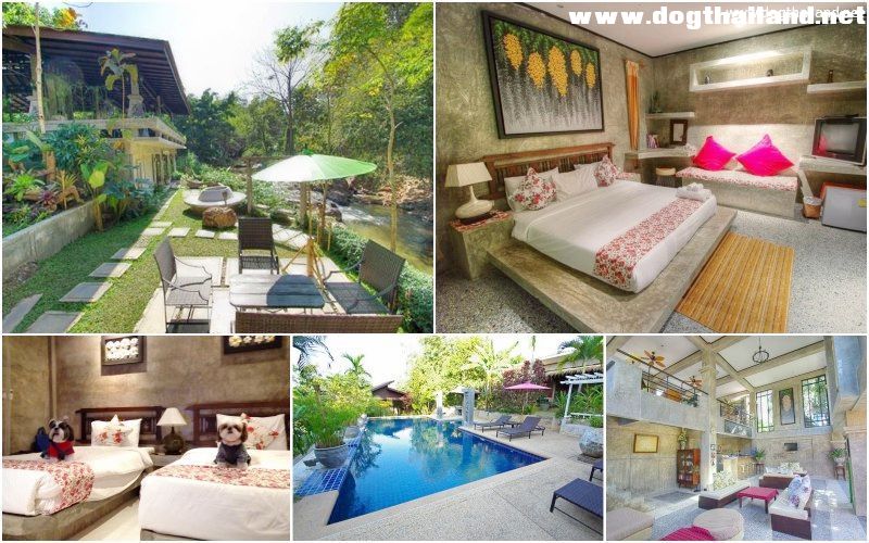 น้องหมาพาเที่ยวภาคเหนือ เชียงใหม่ เชียงราย ลำปาง แนะนำที่พักสุนัขพักได้ หนาวนี้