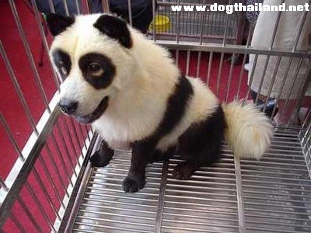 dog-panda-615x461.jpg