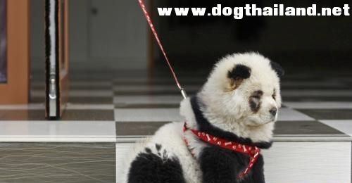 panda_dog_3.jpg