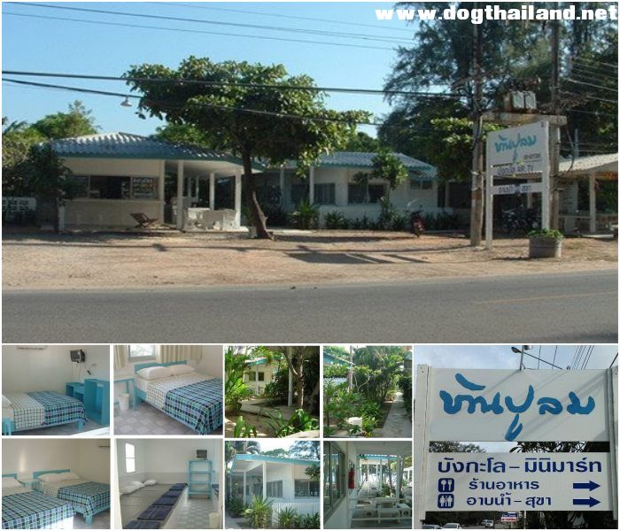 ระยองหมาพักได้.jpg