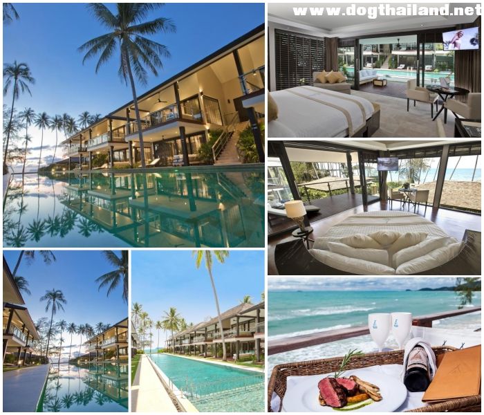 20 ที่พักเกาะสมุยติดทะเล หมาพักได้–แมวพักได้ | รวมรีสอร์ท Pet Friendly อัปเดตปี 2026