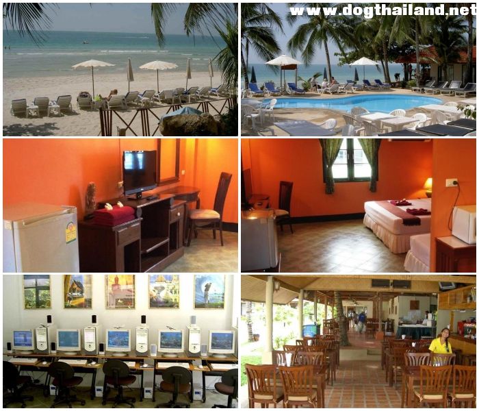 20 ที่พักเกาะสมุยติดทะเล หมาพักได้–แมวพักได้ | รวมรีสอร์ท Pet Friendly อัปเดตปี 2026