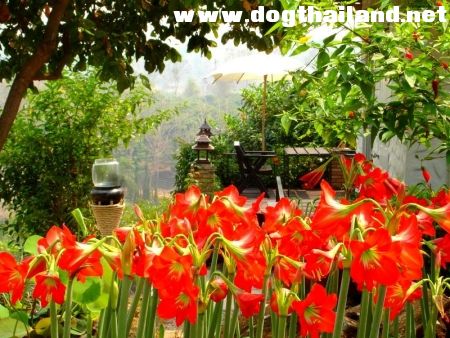 บ้านเคียงดาว ภูปลาย.jpg