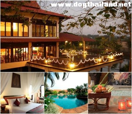 โกลเด้น ไพน์ รี.jpg