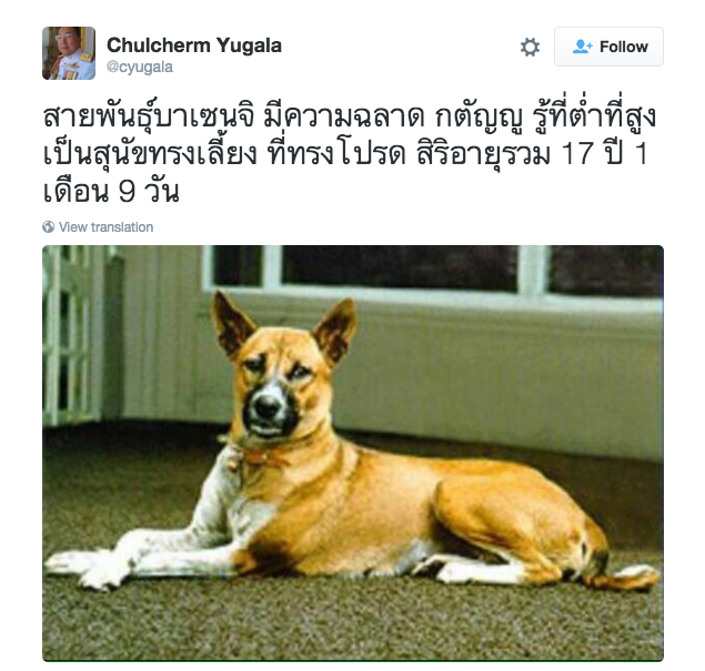 “คุณทองแดง” สุนัขทรงเลี้ยงเสียชีวิต สิริอายุร่วม 17 ปี1เดือน9วัน มีคลิปในหลวงกับคุณทองแดง