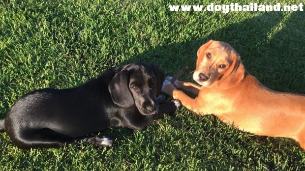 คนใจบาปวางยาเบื่อคู่หูคู่แฝดน้องหมา ทิ้งคู่แฝดนอนเหงาลำพัง เศร้ามาก