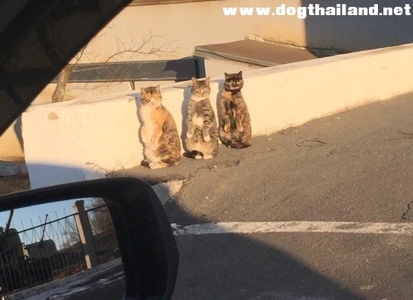 แมวน่ารัก ภาพแอบถ่ายแมว 3 ตัวก็หันหน้ามาในองศาและท่าเดียวกันเป๊ะ โอ้วสืบไรอยู่ยะ