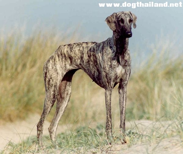 2 สายพันธุ์ล่าสุด ที่เพิ่งถูกรับรองให้เป็นสุนัขสายพันธุ์แท้ชนิดใหม่ของโลก คือสายพันธ์