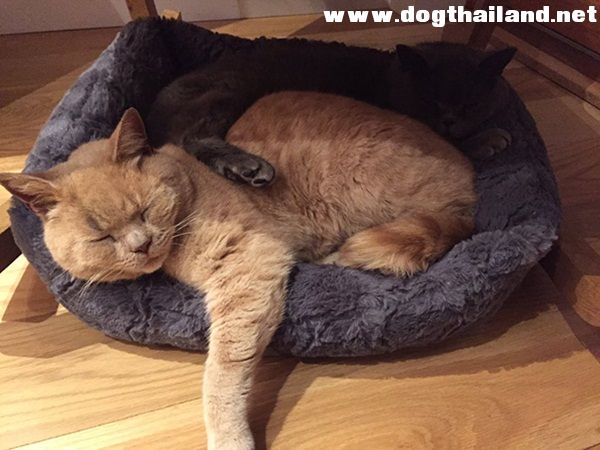 ยิ่งกว่า หมาเซเว่น ก็เจ้าแมวออลลี่ เข้าไปในซุปเปอร์มาเก็ตได้เลย เอาสิ ! ดังมากตอนนี้