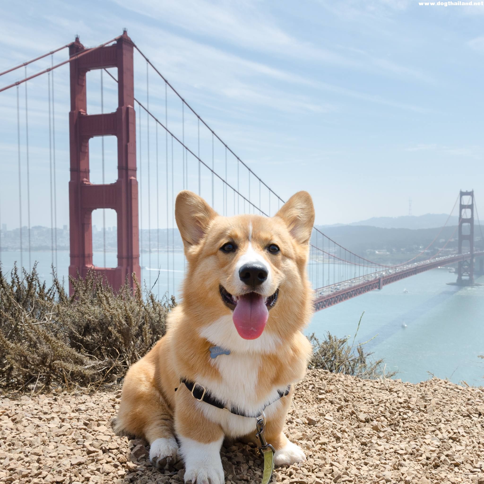 Smalls the Corgi น้องหมารักสุขภาพต้องนอนให้เต็มอิ่มก่อน ถึงจะตื่น เจ้านายอุ้มก็ยังนอน