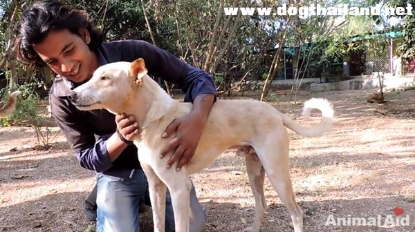 "สุนัขหน้าหมู" คนใจดีรับเลี้ยงแล้ว ชุบชีวิตให้สุขภาพดีได้อีกครั้ง