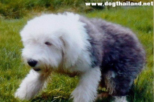 หนุ่มอิจฉาหมาแฟนรักมากกว่าตน เอากระดาษชำระยัดปาก เอาน้ำร้อนลวกหัวจนตาย อย่างโหดเหี้ยม