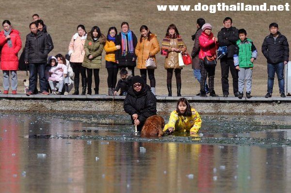 หมาโกลเด้นฯติดอยู่กลางทะเลสาบที่กลายเป็นน้ำแข็ง หนุ่มสาวเห็นรีบช่วยชีวิตรอด