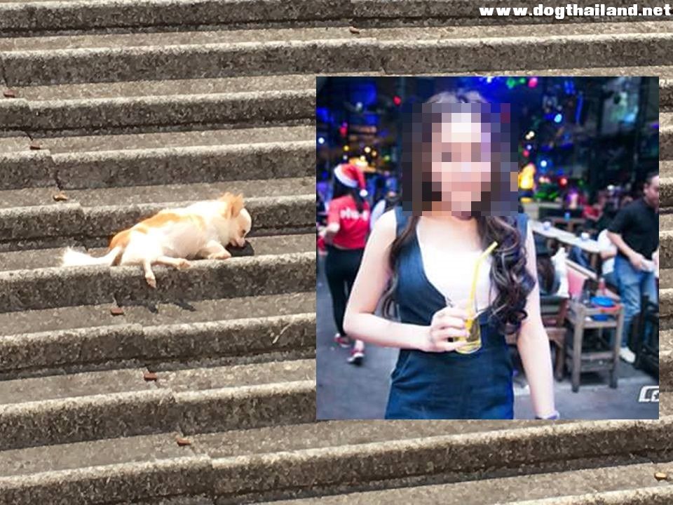 สุดโหดสาวประเภทสองหน้าตาดี จับน้องหมาโยนจากตึกชั้น 5 ตายตาไม่หลับ โดนแชร์สนั่น