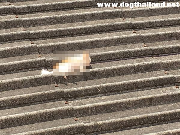 กั้ง โซฮอท สาวประเภทสอง โพสต์ขอโทษ-ยอมรับผิด ปมจับหมา"น้องหลี" ของเพื่อนโยนตึกโดนด่ายับ