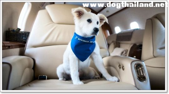 พาสุนัขขึ้นเครื่องไปต่างประเทศ ขั้นตอนการพาน้องหมาขึ้นเครื่องบินไปต่างประเทศ