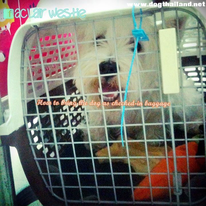 How to travel with dog as checked-in baggage (AVIH) on the plane