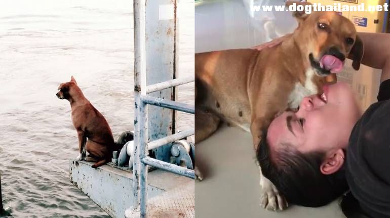 สุนัขนั่งรอเจ้าของที่โป๊ะพระราม5 ที่แชร์กันสนั่น มีเจ้านายใหม่แล้ว ไม่ขัดเจ้าของขอคืน