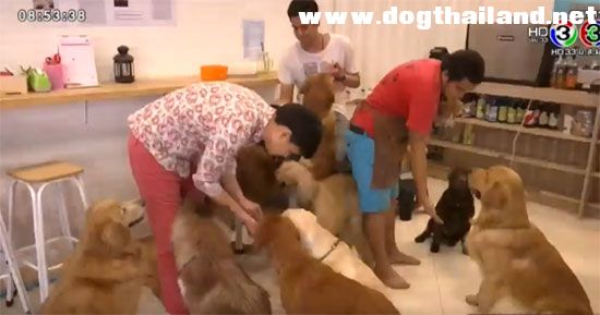 เจ้าของธุรกิจเช่าหมา ดราม่าหนัก แจงถ้ามีการทารุณสัตว์หล่ะจะทำงัย ?? คนรักสัตว์รับไม่ได้