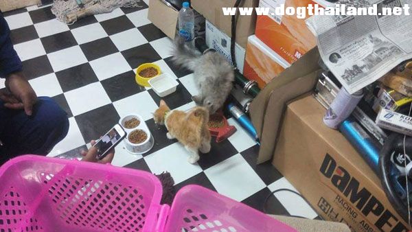 คลิป บีบคอแมว เหตุแฟนไม่รับโทรศัพย์ หนุ่มคาร์แคร์ โดนชาวเน็ตรุมด่ายับเยิน