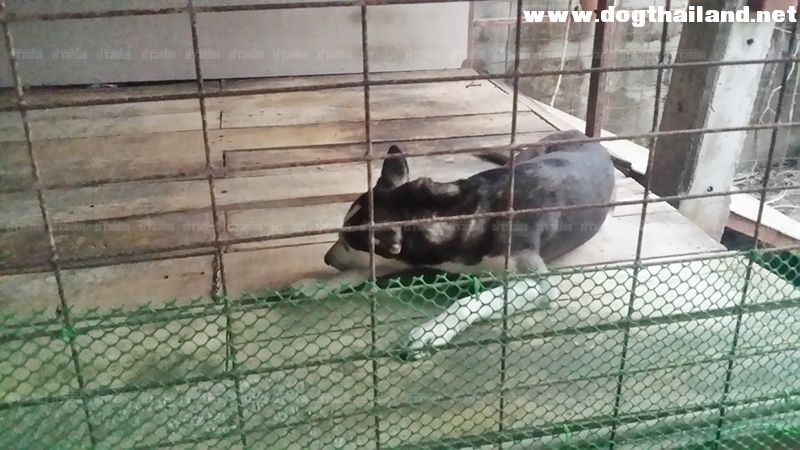 จับได้แล้ว"เจ้าวอก" จ่าฝูงหมาปีศาจ ปศุสัตว์เป่าลูกดอกยาสลบ มอบหญิงใจบุญรับไปเลี้ยงดู