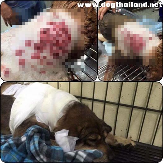 สุดเลว คนรัวกระสุนใส่น้องหมาจนตัวพรุน เสียเลือดมาก กระสุนออกได้ไม่หมด แชร์ไปถึงสรยุทธ