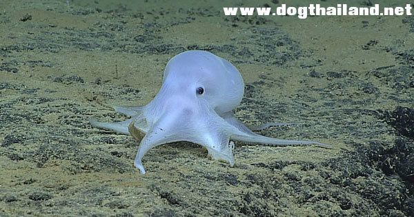 แคสเปอร์ ผีน้อยน่ารักแห่งท้องทะเล หมึกสายพันธ์ใหม่ มุ้งมิ้งมาก